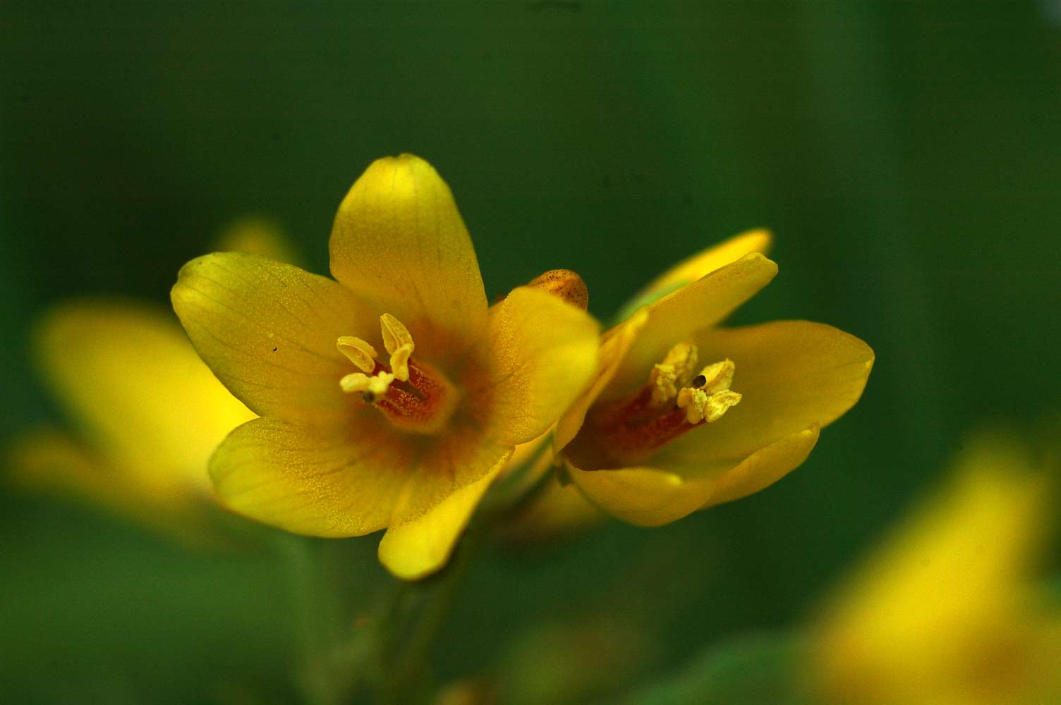 Sonnenblume und Tausendgüldenkraut