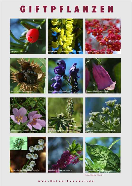 Plakat Giftpflanzen