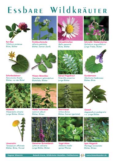 Plakat Wildkr&auml;uter