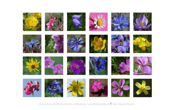 Set Blumenwiese
