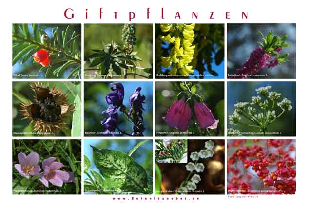 Set Giftpflanzen