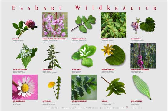 Set Wildkr&auml;uter